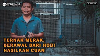 Berawal Dari Hobi, Warga Ponorogo Ternak Buruk Merak