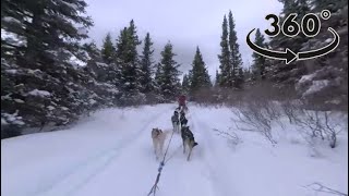 [GOPRO 360 VR] Dog Sledding in Yukon, Canada