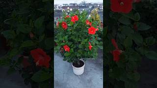 Terrace gardening hibiscus flower | 14 inch pot hibiscus | red flower | #gardening#flowers #shorts