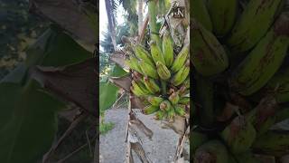 தோட்டத்தில் விளைந்த 🌴Banana Fruit அதை Harvest செய்யும் முறை #j2ngarden