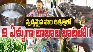 Dairy Farming || మంచి దాణా ఇస్తున్నా - ఎలాంటి హార్మోన్ ఇంజెక్షన్లు వాడటం లేదు || Venkateswara rao