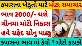 Kapas na bhav | 08-01-2025 | કપાસના ભાવ:2024 | Information about cotton crop price | Commodity Trend