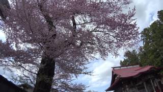 ４Ｋ 2017年桜　文殊院知恵桜 福島県会津美里町　４月22日撮影　C0110