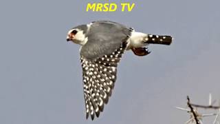 33 African Pygmy Falcon Birds! Top 33 Pygmy Falcon Birds In The World #33