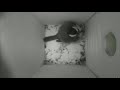 nestbox 20190309 18 00 1469 frames with movement