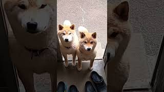 しっぽぶんぶん #shorts #dog #丸柴 #shiba #柴犬 #犬 #犬のいる暮らし