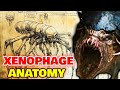 Xenophage Anatomy Explored – What Is The True Origin Of Xenophage? Capable Of Multiversal Travel?