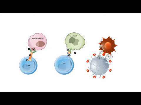 Where does the programming phase occur in the case of T cells B cells?