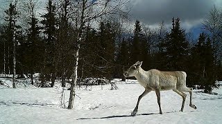 Оленуха, Вишерский  камень, май 2018 года