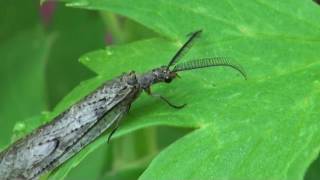 Fishfly (Chauliodinae)