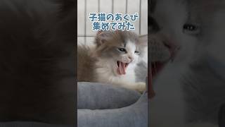 みゅう君のあくび集めてみた🐑#マンチカン#子猫#cat