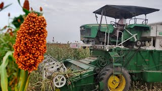 சிவப்பு சோளம் வளர்ப்பு,அறுவடை RPR View