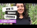 Harvesting Lavender In Under 1 Minute - Easy Tutorial!