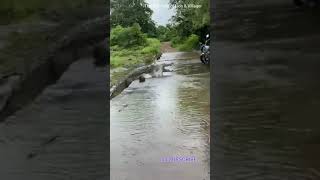 Crocodile was in Hurry to cross Road in the Gir || morning safari || sasan Gir vidio || # shorts