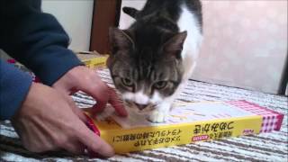 新しいつめみがきが嬉しすぎで待ちきれない猫　リキちゃん大興奮【リキちゃんねる　猫動画】Cute cat