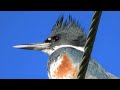 belted kingfisher singing belted kingfisher call martín pescador gigante canto megaceryle alcyon