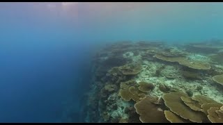 🇲🇻360°Maldives: snorkeling in somewhere South Malé Atoll މޯލްޑިވްސް: ސްނޯކްލިން 馬爾地夫：在南馬累環礁的某處浮潛