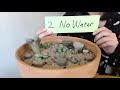 how to take care of lithops in the winter 3 key things