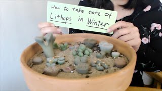 How To Take Care Of Lithops In the Winter (3 Key Things!)