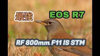 【EOS R7】最強の組み合わせで撮った写真を見てください。