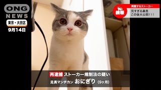 【恐怖映像】興奮しながらトイレのドアを開けるストーカー猫 #cat #lovely #cute