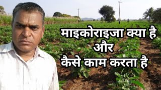 माइकोराइजा क्या है और कैसे काम करता है।@RealKisan