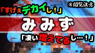 【ミミコン#7】爆殖方法発見!? 3か月経過で恐ろしいほどの変化が起きた！【ミミズコンポスト】【閲覧注意】【SDGs】【真のエコロジー】