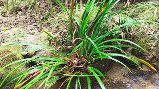 生长在深山小溪无人问津的杂草，其实是名贵中草药，还能卖钱