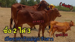 เปิดราคาวัวเเม่ลูก ซื้อ2ได้3 (22เม.ย.66)บ่าวจาน บ.หินเกิ้ง ต.คำโพน จ.อำนาจเจริญ