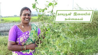 நாயுருவி இலையின் நன்மைகள்/Nayuruvi Mooligai Ilai Benefits