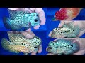 Kamfa Flowerhorn Prices at 9.9 India Aquarium Shop