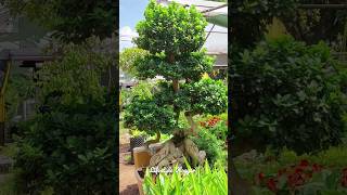 75000 Rs Bonsai Plant | Mannuthy Nursery | Teak Plant | Indoor Gardening | Home Gardening 🔥 🔥 🔥