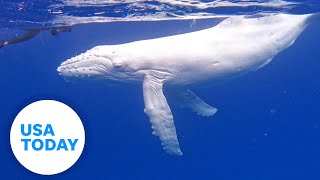 Watch: A baby albino humpback whale swims up to the ocean surface | USA TODAY