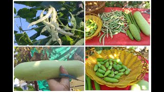 Harvest/తెల్ల చిక్కుడు,సొర, దొండ ఇంకా/వంటగది వ్యర్థాలతో మిద్దె తోట పంటలు