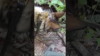 On Patrol: Machete Assault #shorts #police #cops