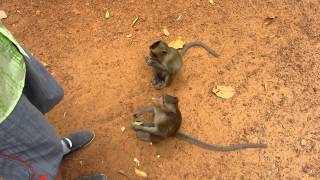 Monkey Of Angkor