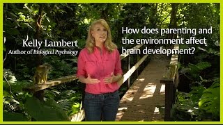 How do parenting and the environment affect brain development?