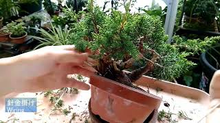 真柏9号(ジン\u0026シャリ作り)_Juniperus chinensis(No.9)Jin\u0026Shari making_Late_Sep2022BONSAI盆栽