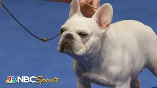 National Dog Show 2023: Non-Sporting Group (Full Judging) | NBC Sports