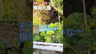 奄美大島　水が豊か〜梅雨明けかな～夏バテ気をつけてね