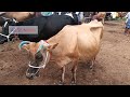 erode cattle business market updates know the cow price at erode கருங்கல்பாளையம் மாட்டு சந்தை