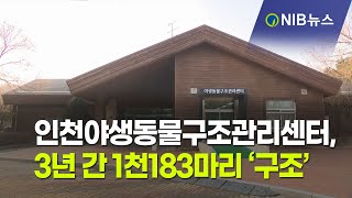 [NIB 뉴스] 인천야생동물구조관리센터, 3년 간 1천183마리 ‘구조’