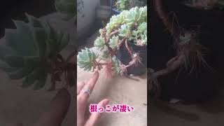 【多肉植物】クラウド✨見切り品一株が増えたよ🌼#succulents #다육식물 #多肉 #shorts