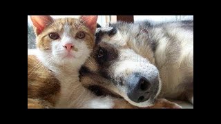 Cute Cat Funny Shorts Compilations 2022🤣|| Cat Videos😍🥰😘||  Funny animals Part 143 || Piggi World
