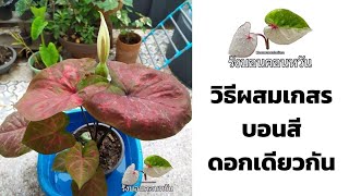 วิธีผสมเกสรบอนสีดอกเดียวกัน รังบอนคอนหวัน