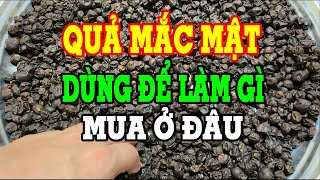 Quả mắc mật khô - Quả mắc mật khô dùng để làm gì - Quả mắc mât mua ở đâu