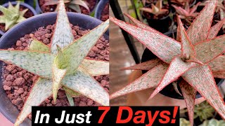 How to GROW COLORFUL ALOES and ALOE HYBRIDS