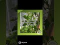 ￼ how to use volunteer lambs quarters. chenopodiumalbum