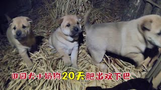 出生20天的田园犬，路没走稳就会看家了，长得最胖那只吠得最凶