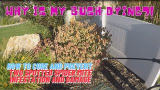 Why is my Bush Dying?!! | How to Cure and Prevent Two Spotted Spider Mite Infestation and Damage.